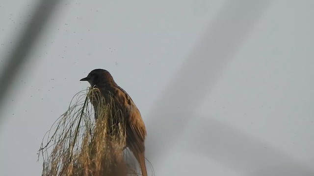 Striated Grassbird - ML615200904