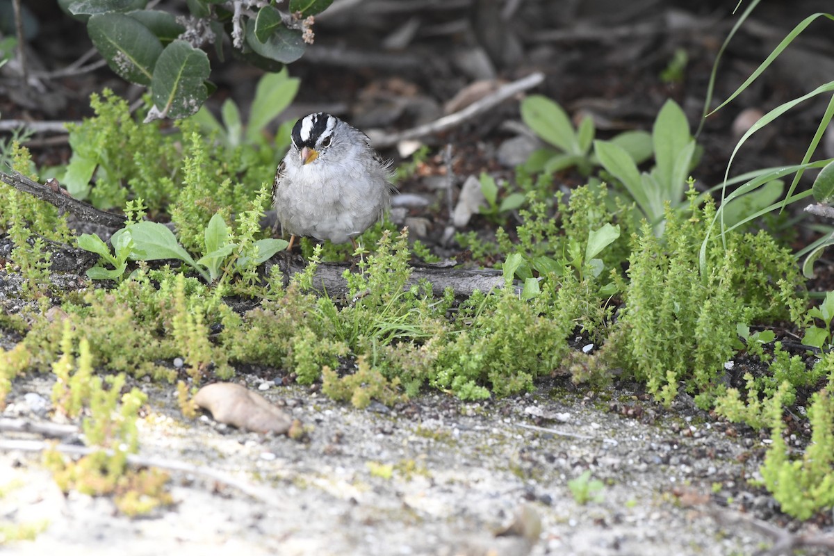 White-crowned Sparrow - ML615200915