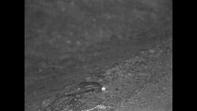 Scissor-tailed Nightjar - ML615200937