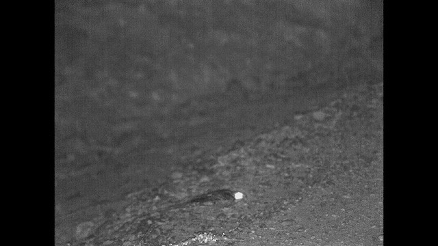 Scissor-tailed Nightjar - ML615200938