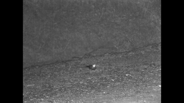 Scissor-tailed Nightjar - ML615200945