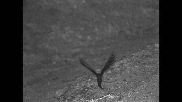 Scissor-tailed Nightjar - ML615200949