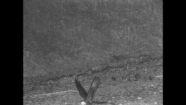 Scissor-tailed Nightjar - ML615200950