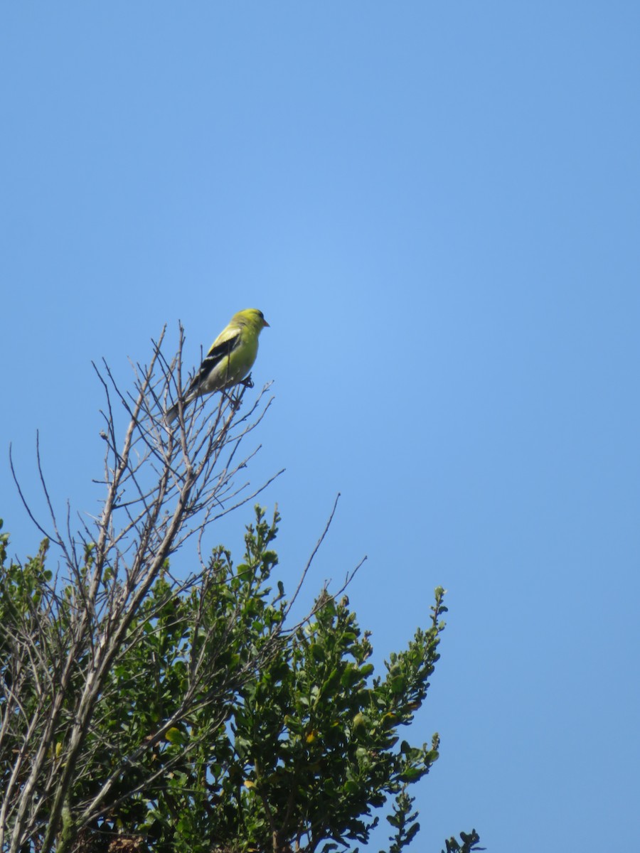 eBird Checklist - 17 Jun 2023 - Fairview Park Wetlands - 36 species (+1 ...