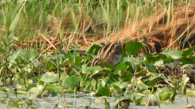 Greater Painted-Snipe - ML615201177