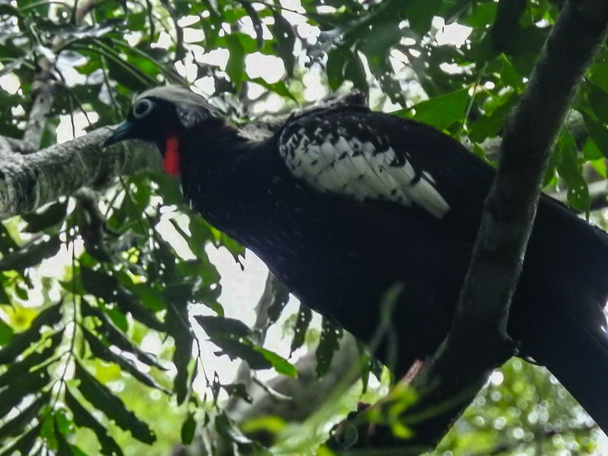 Black-fronted Piping-Guan - ML615201634