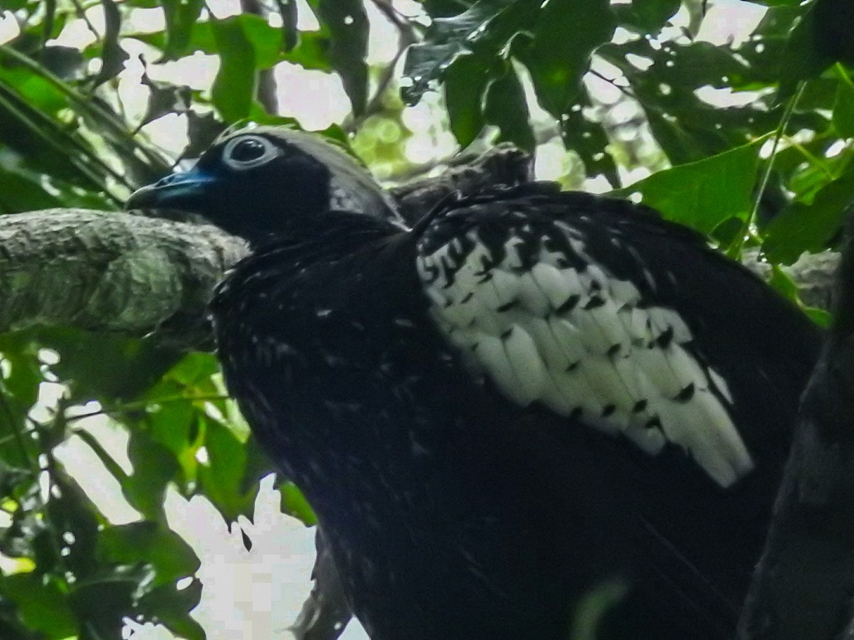 Black-fronted Piping-Guan - ML615201636