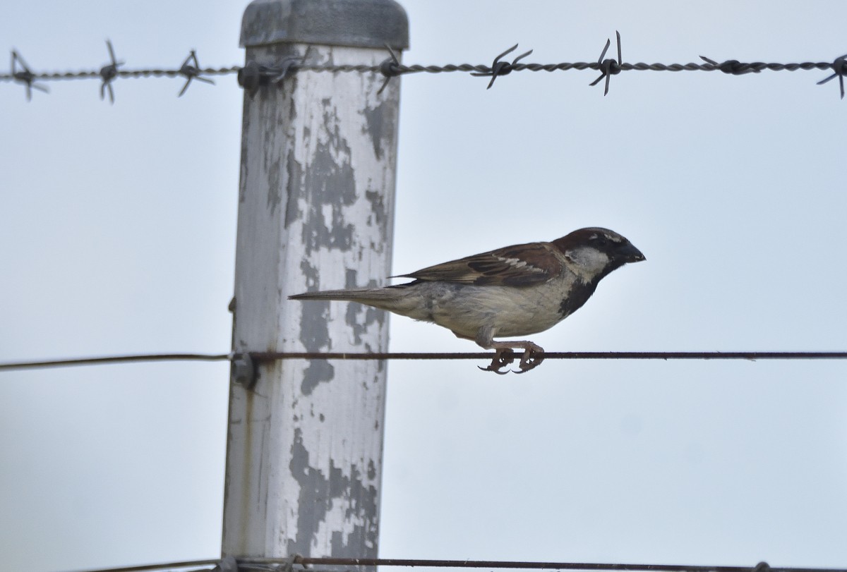 House Sparrow - ML615201653