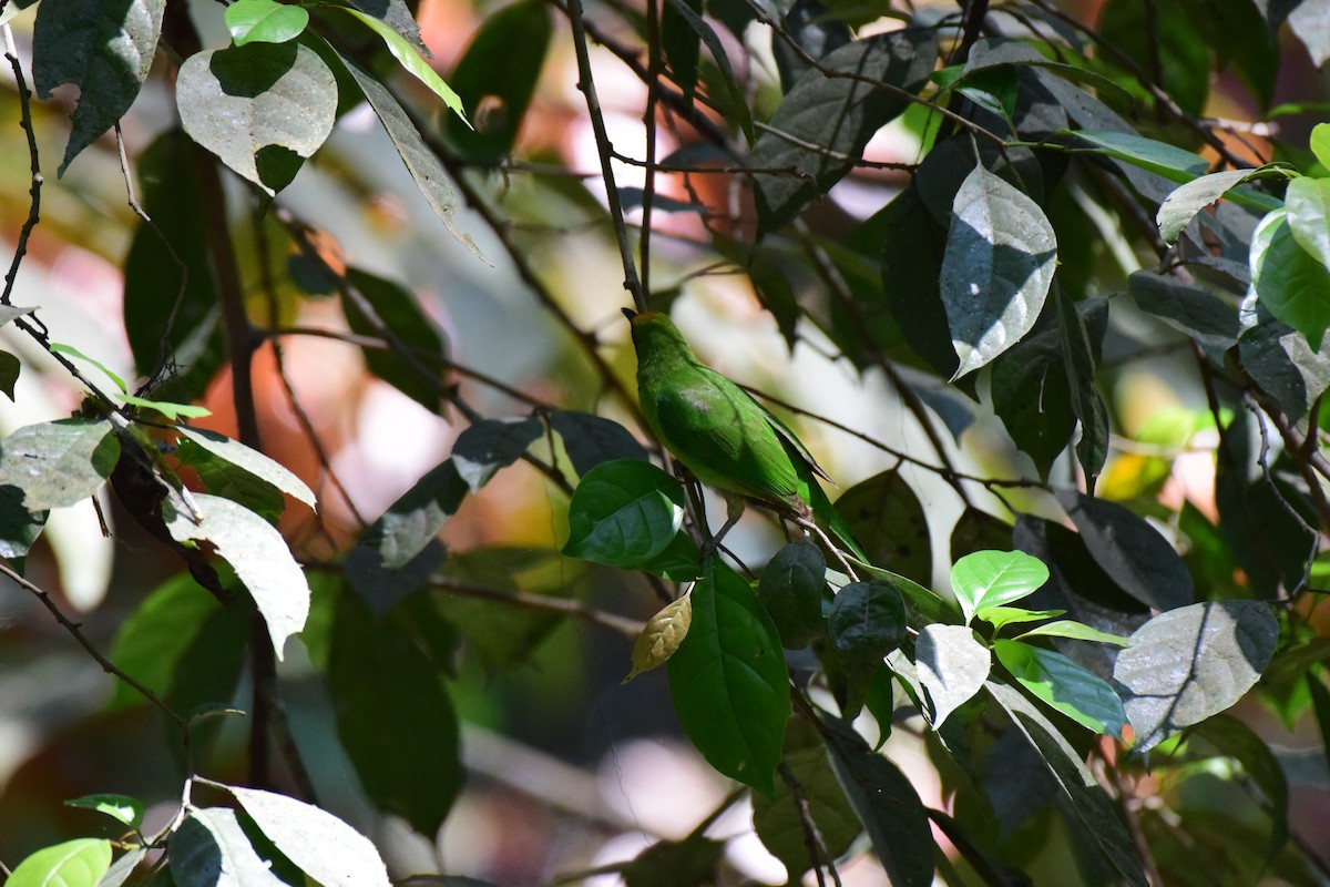 Golden-fronted Leafbird - Karan Shukla