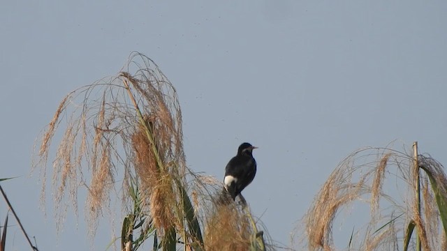 Indian Pied Starling - ML615201776