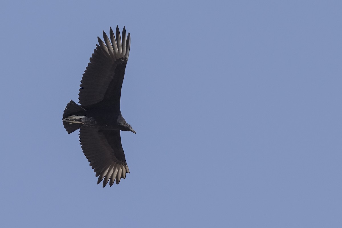 Black Vulture - ML615202098