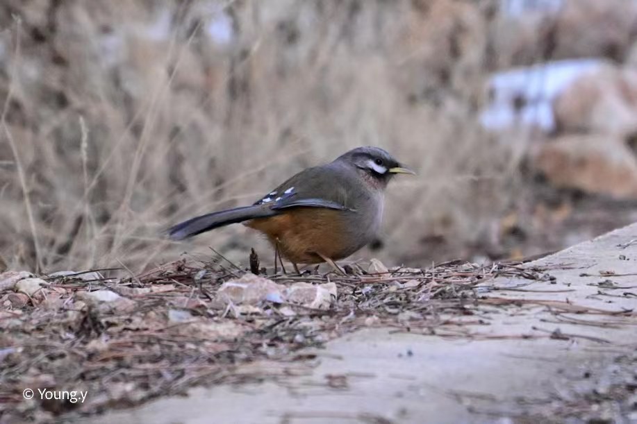 Snowy-cheeked Laughingthrush - Young Y