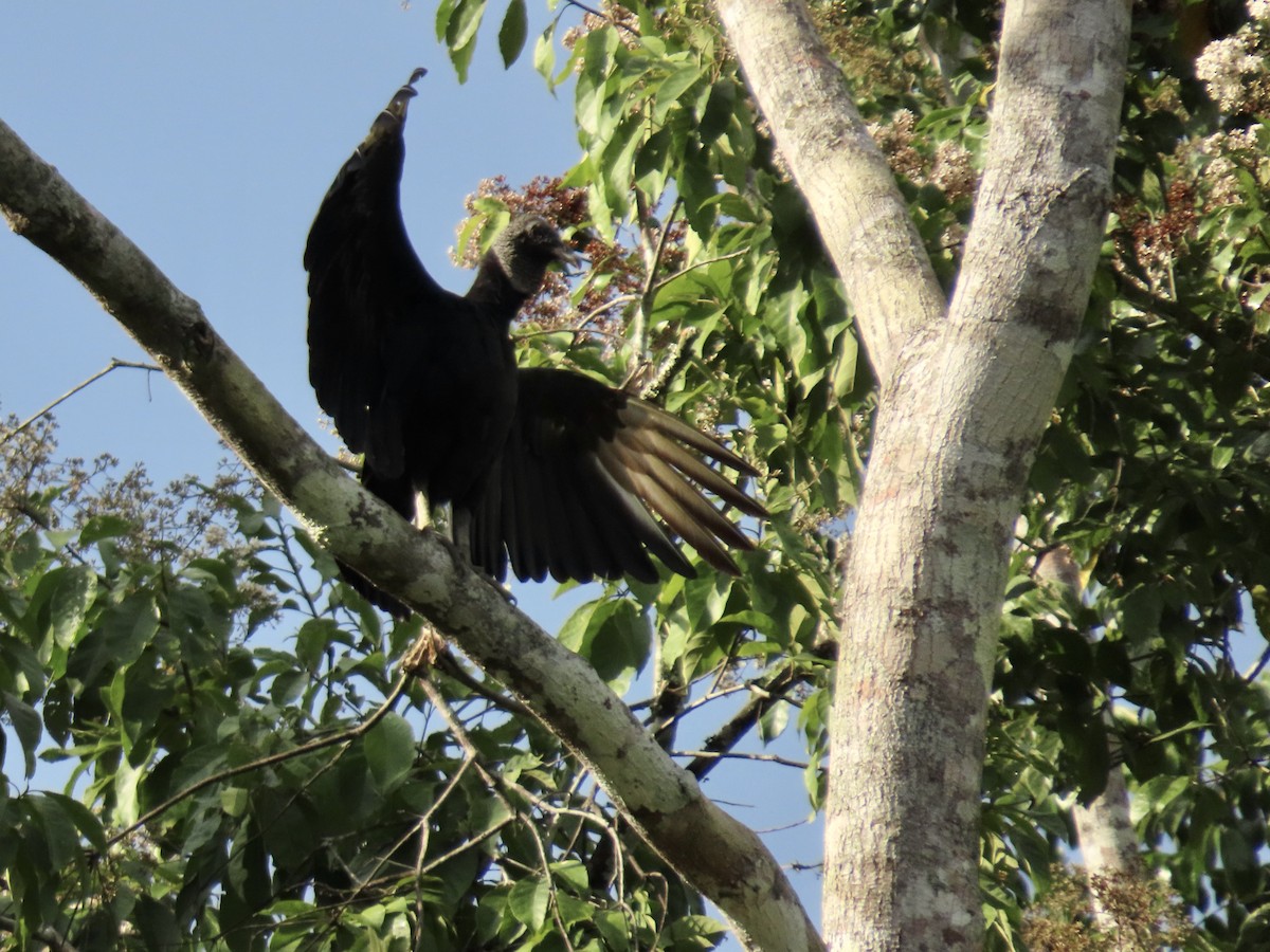 Black Vulture - ML615202291