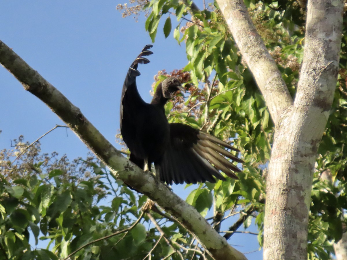 Black Vulture - ML615202292