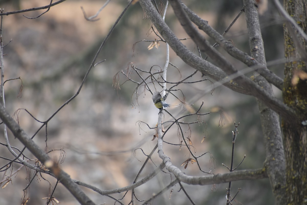 Green-backed Tit - ML615202412