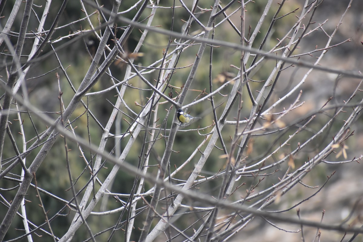 Green-backed Tit - ML615202414