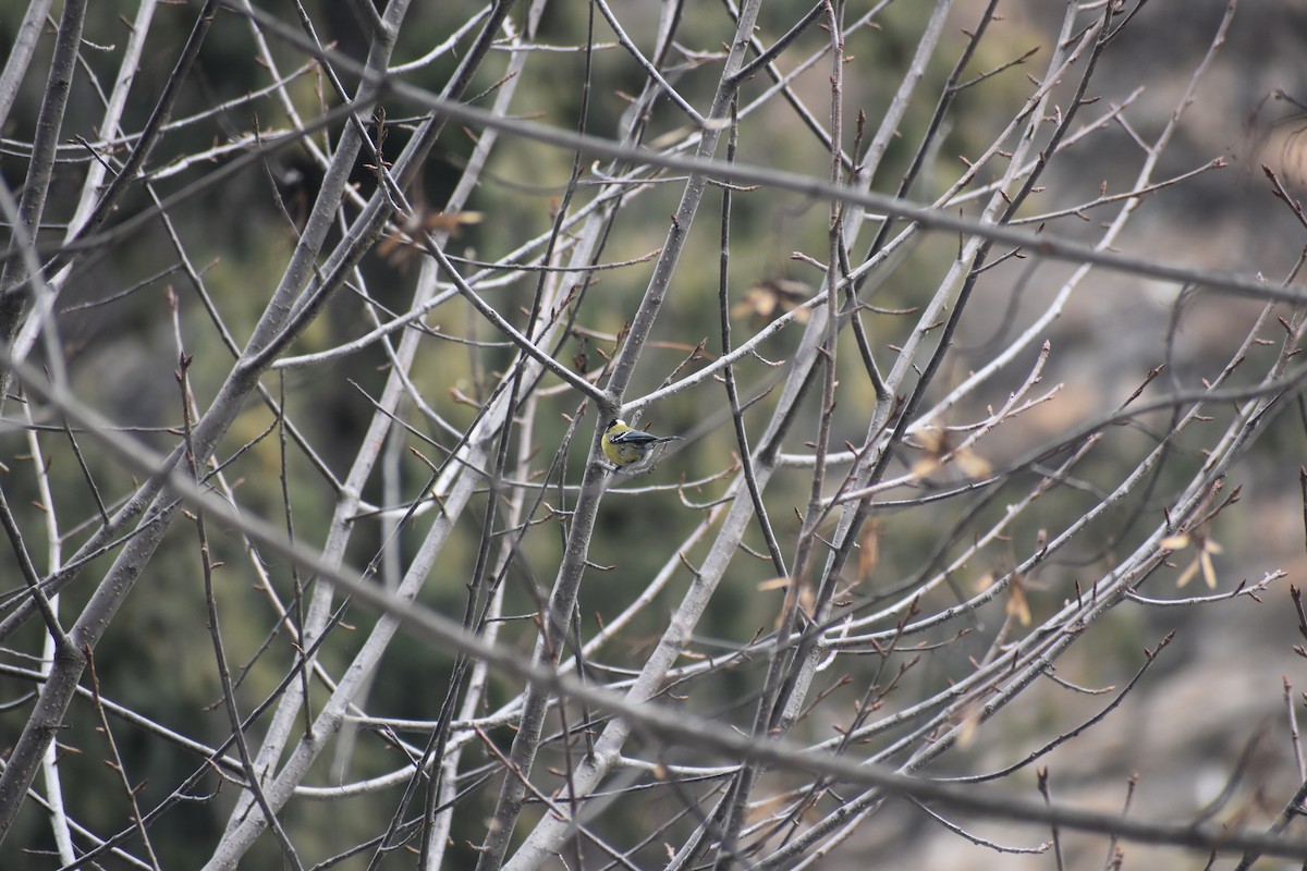 Green-backed Tit - ML615202418