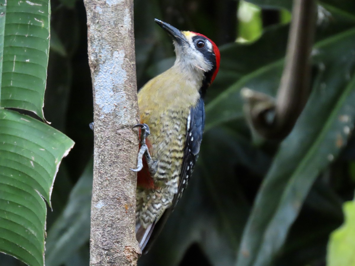 Black-cheeked Woodpecker - ML615202423