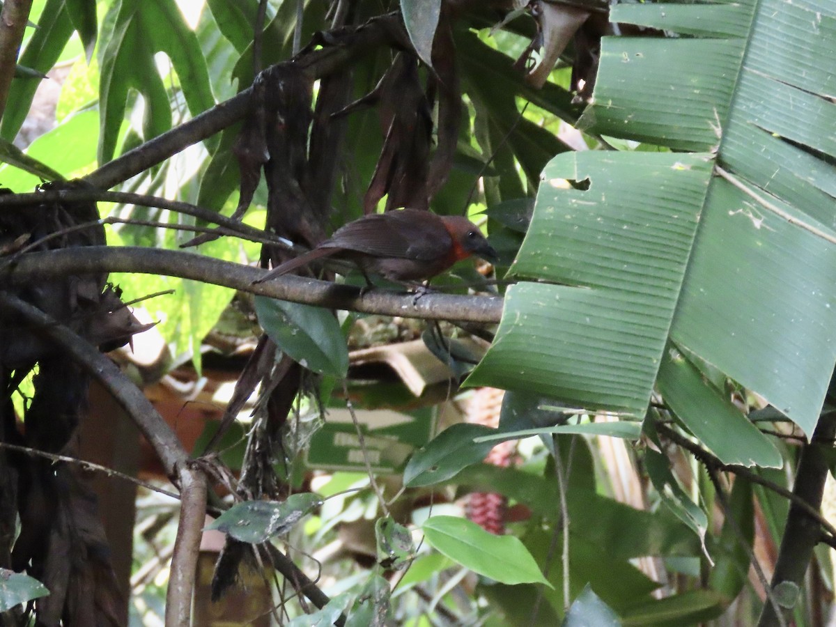Red-throated Ant-Tanager - ML615202433