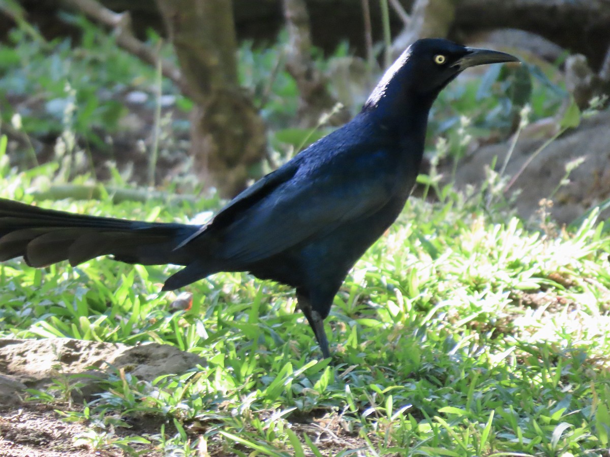 Great-tailed Grackle - ML615202515