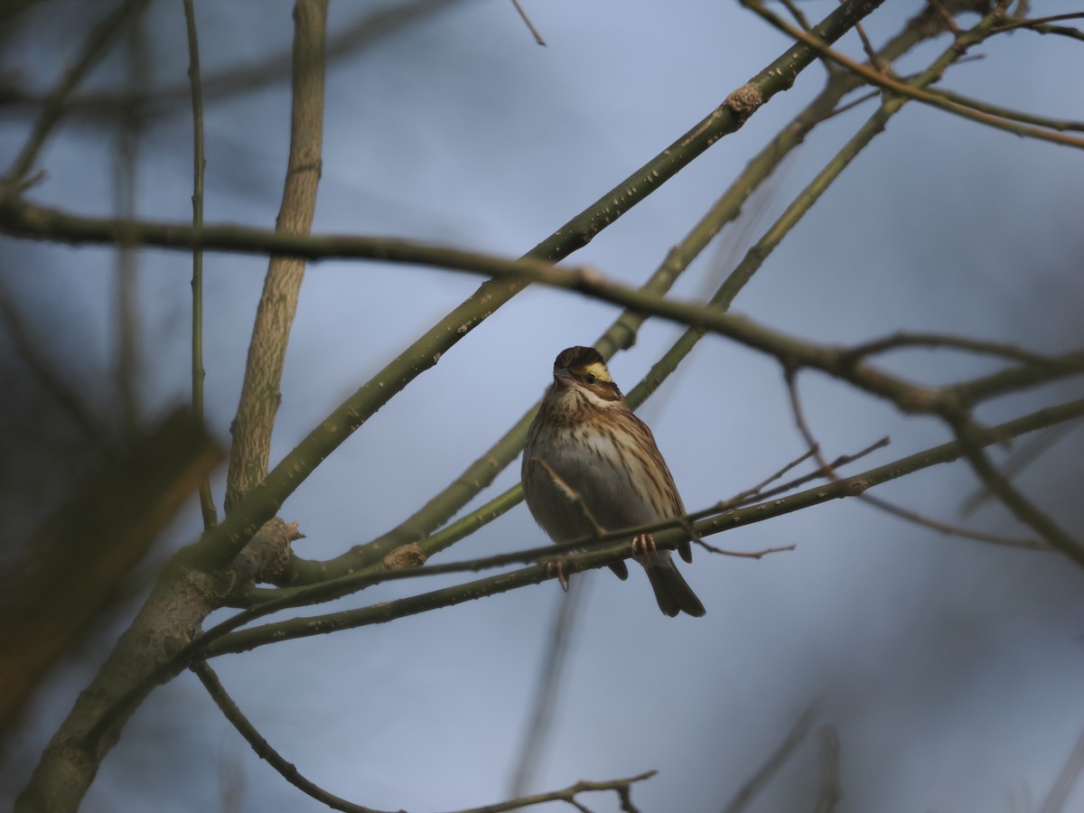 Yellow-browed Bunting - ML615202583