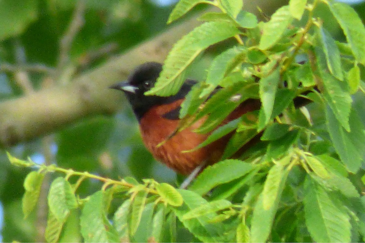Orchard Oriole - ML61520261