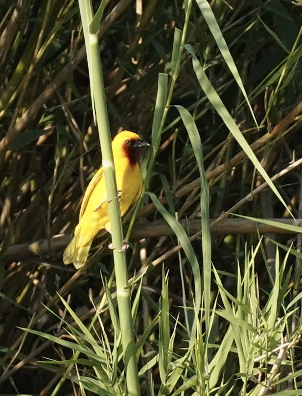 Southern Brown-throated Weaver - ML615202684