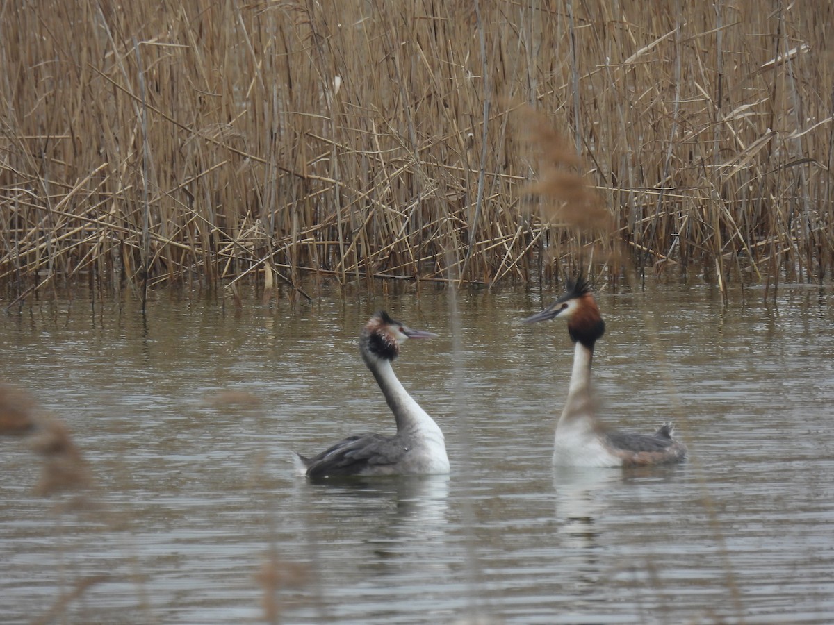 Great Crested Grebe - ML615202781