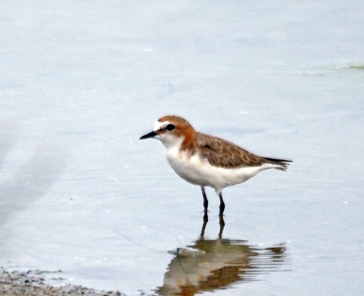 Red-capped Plover - Steve Law