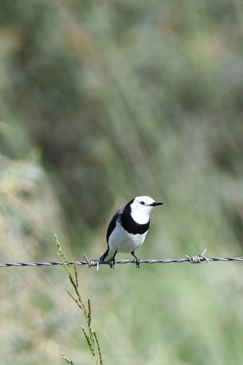 White-fronted Chat - ML615202869