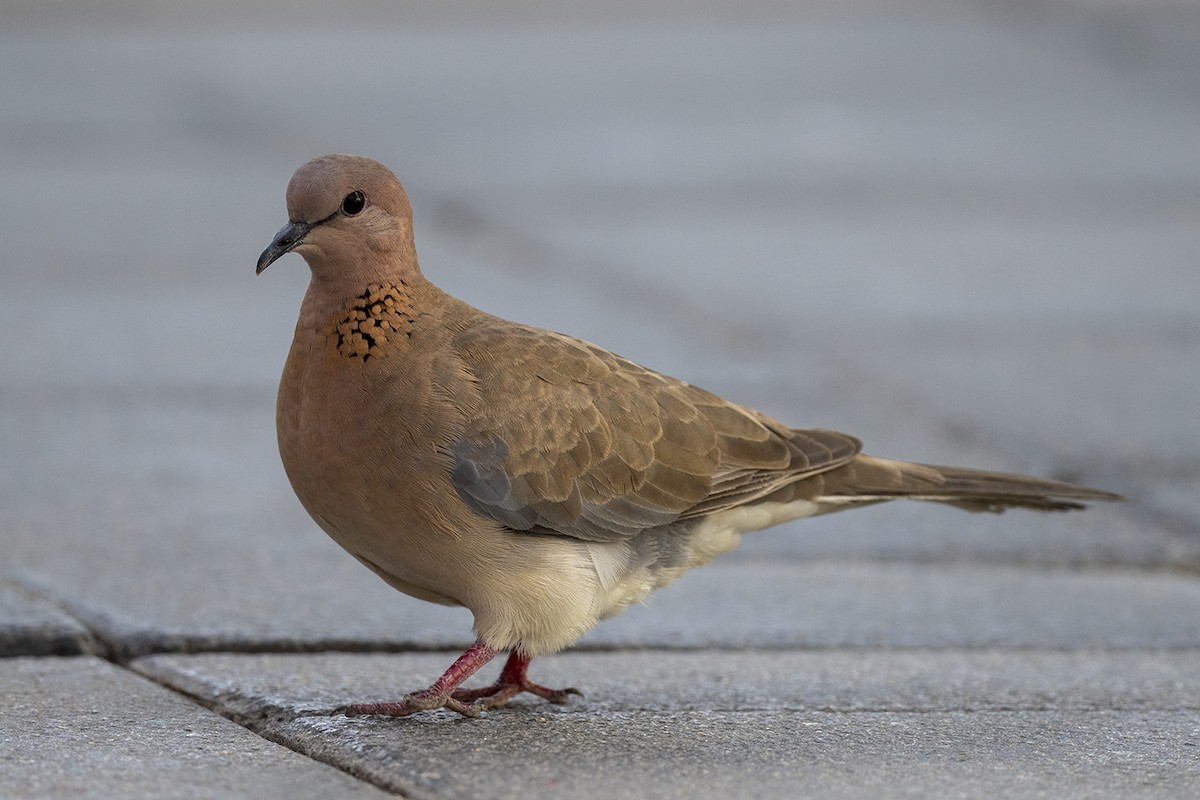 Laughing Dove - ML615202961