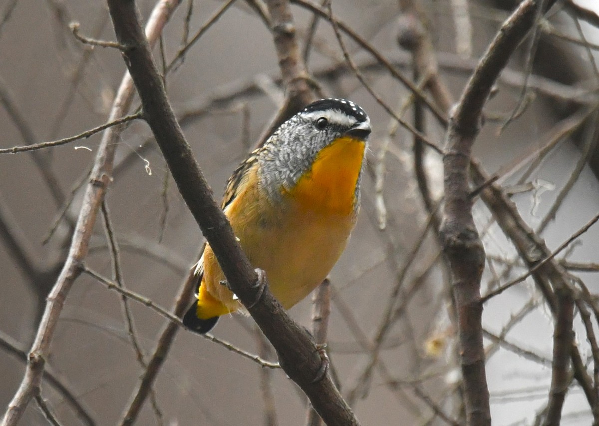Spotted Pardalote - Ron Sawyer