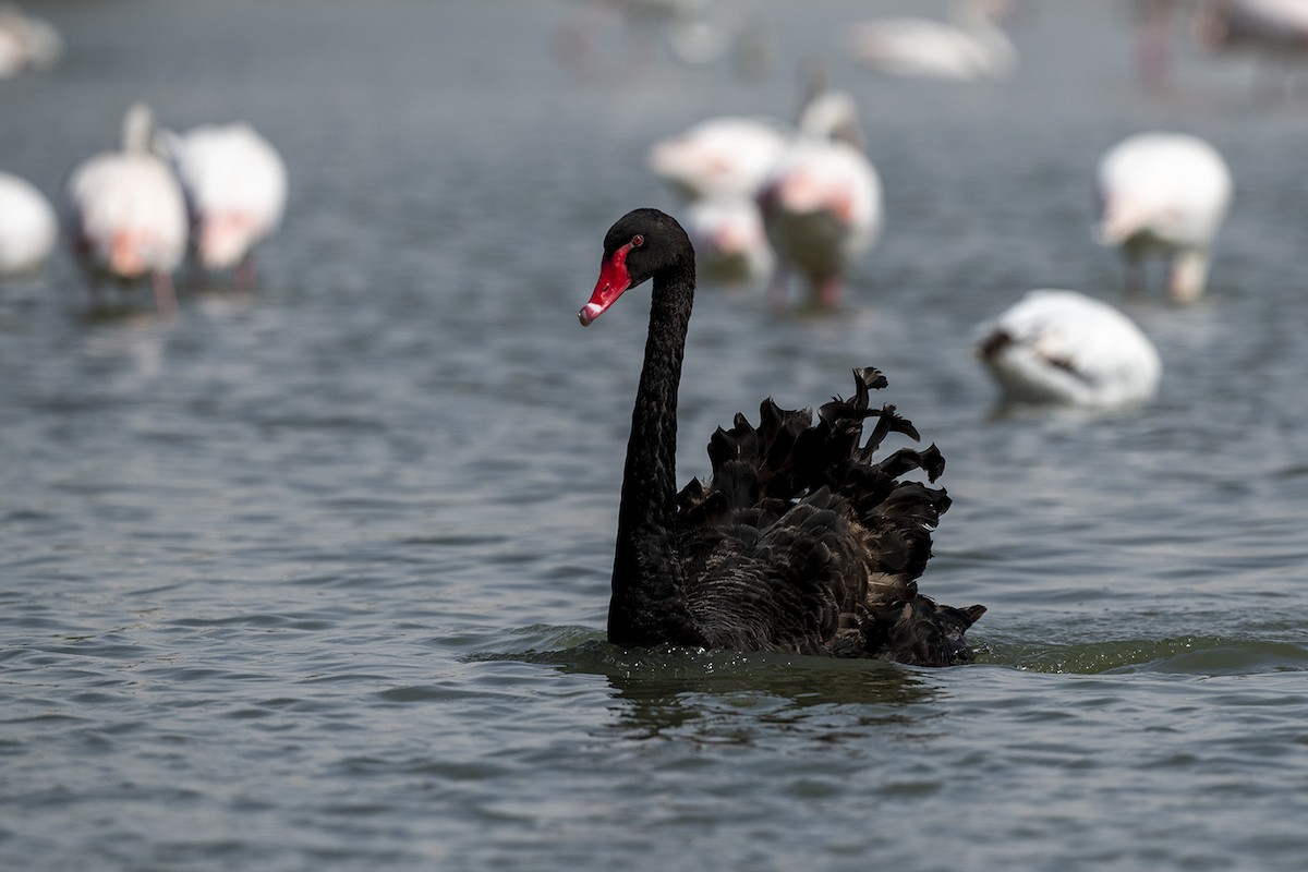 Black Swan - Mehmet ertan Tiryaki