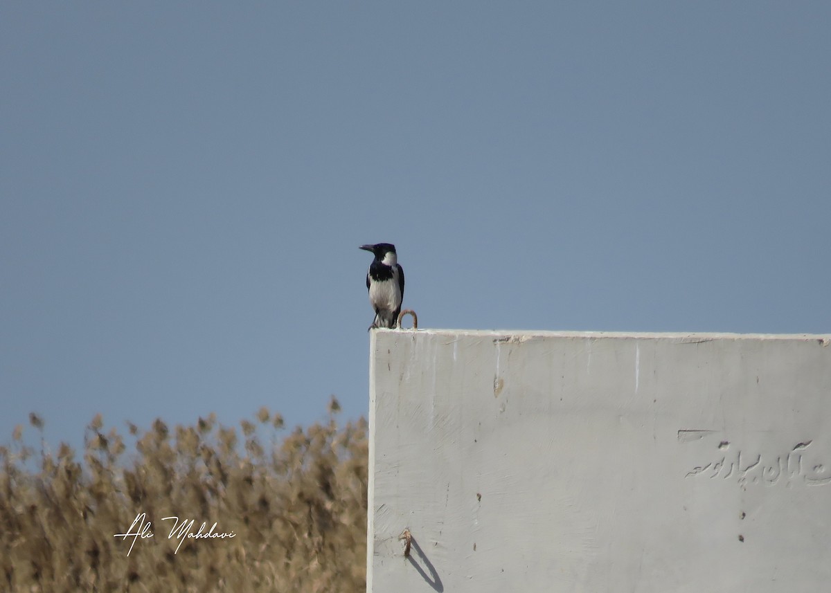 Hooded Crow (Mesopotamian) - ML615203170