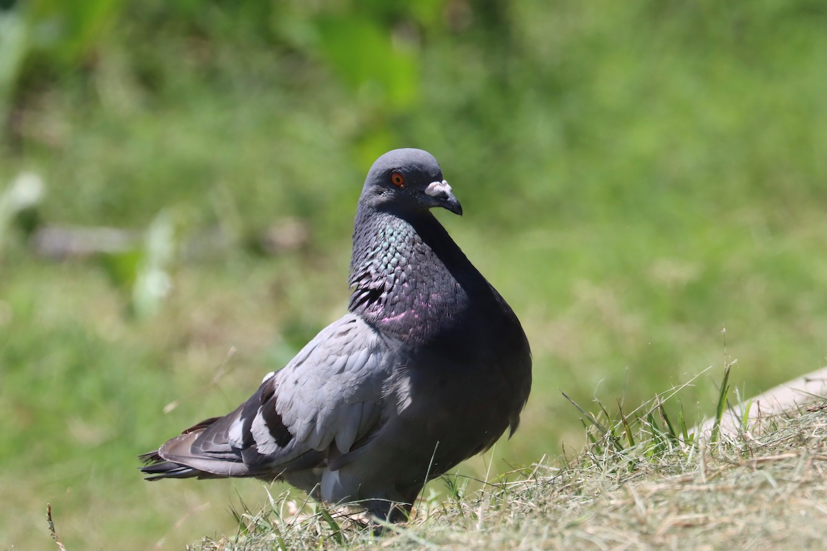 Pigeon biset (forme domestique) - ML615203270