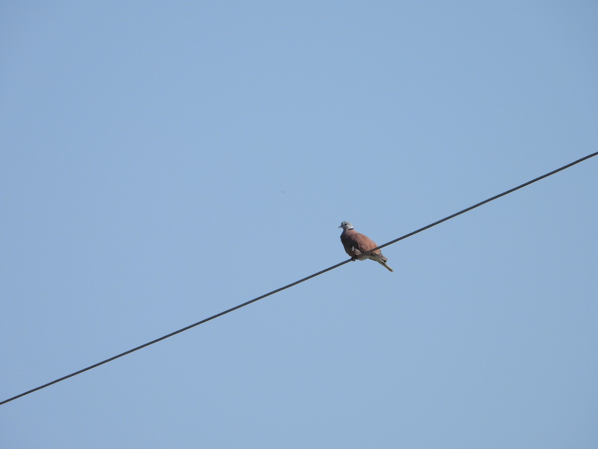 Red Collared-Dove - ML615203298