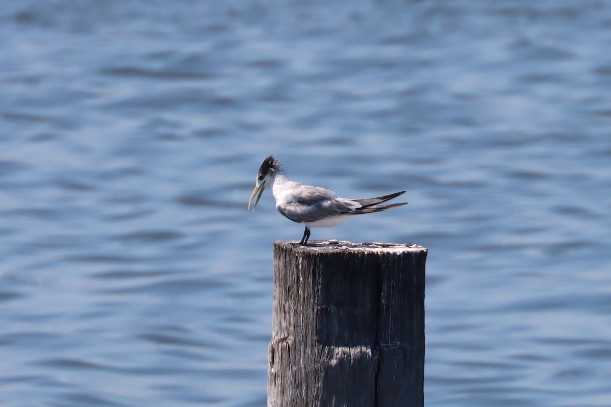 Great Crested Tern - Dennis Devers