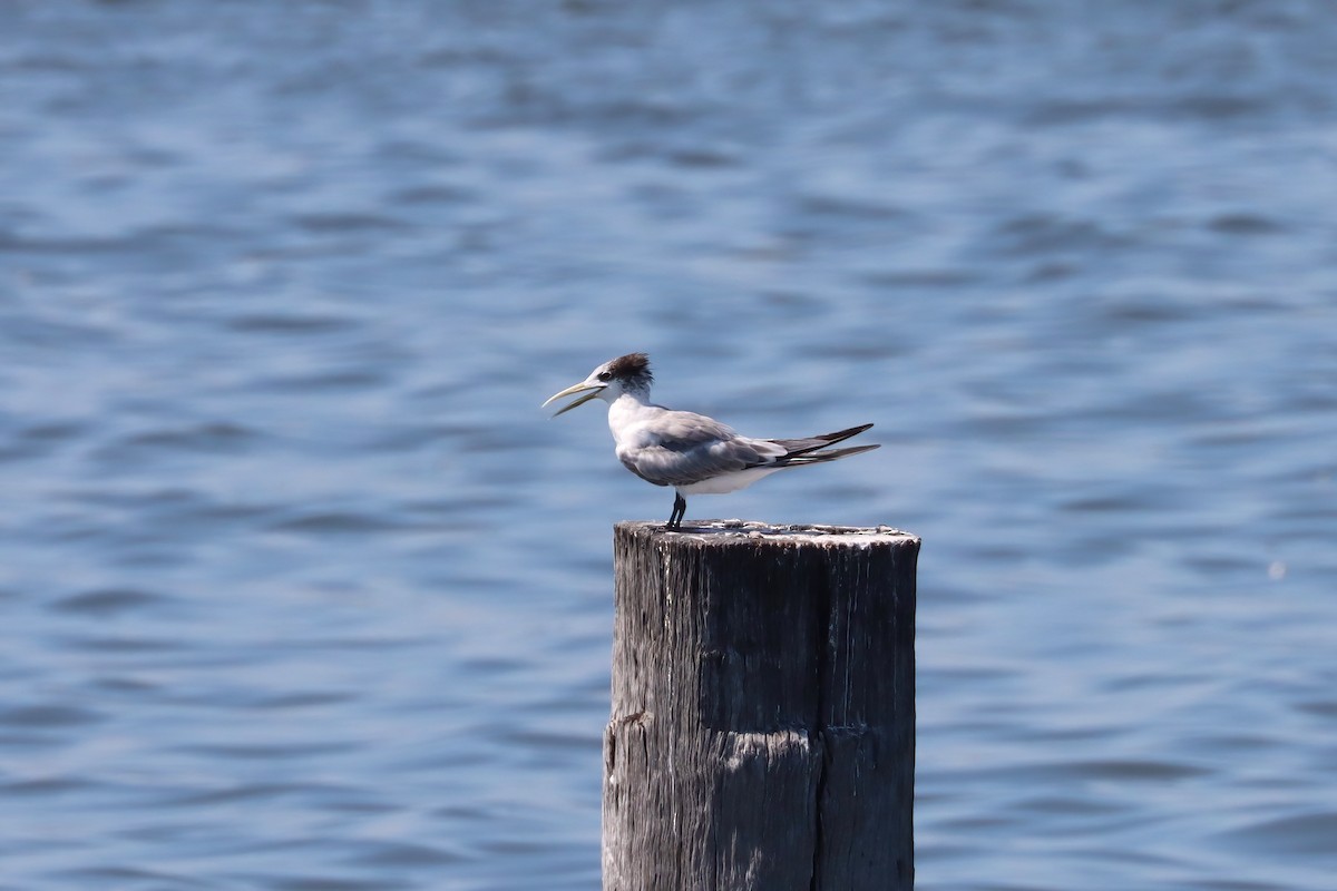 Great Crested Tern - ML615203306