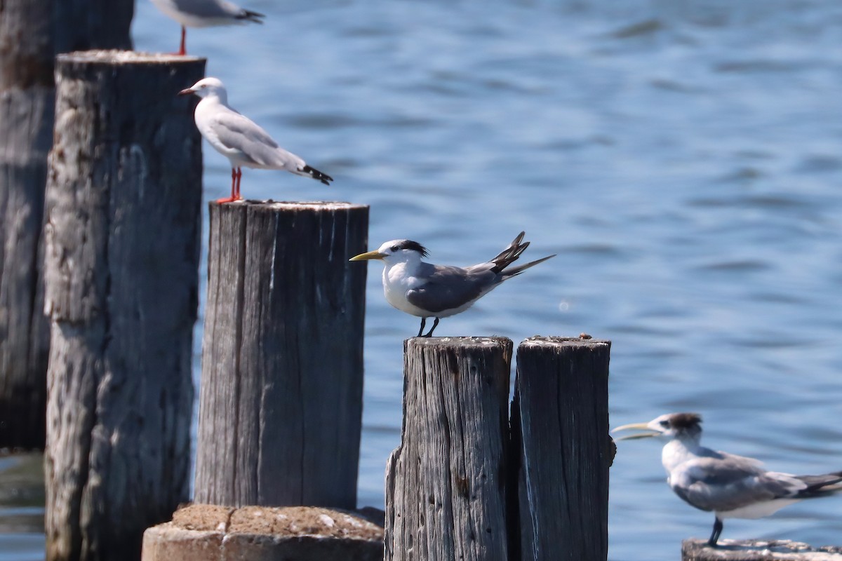 Great Crested Tern - ML615203311