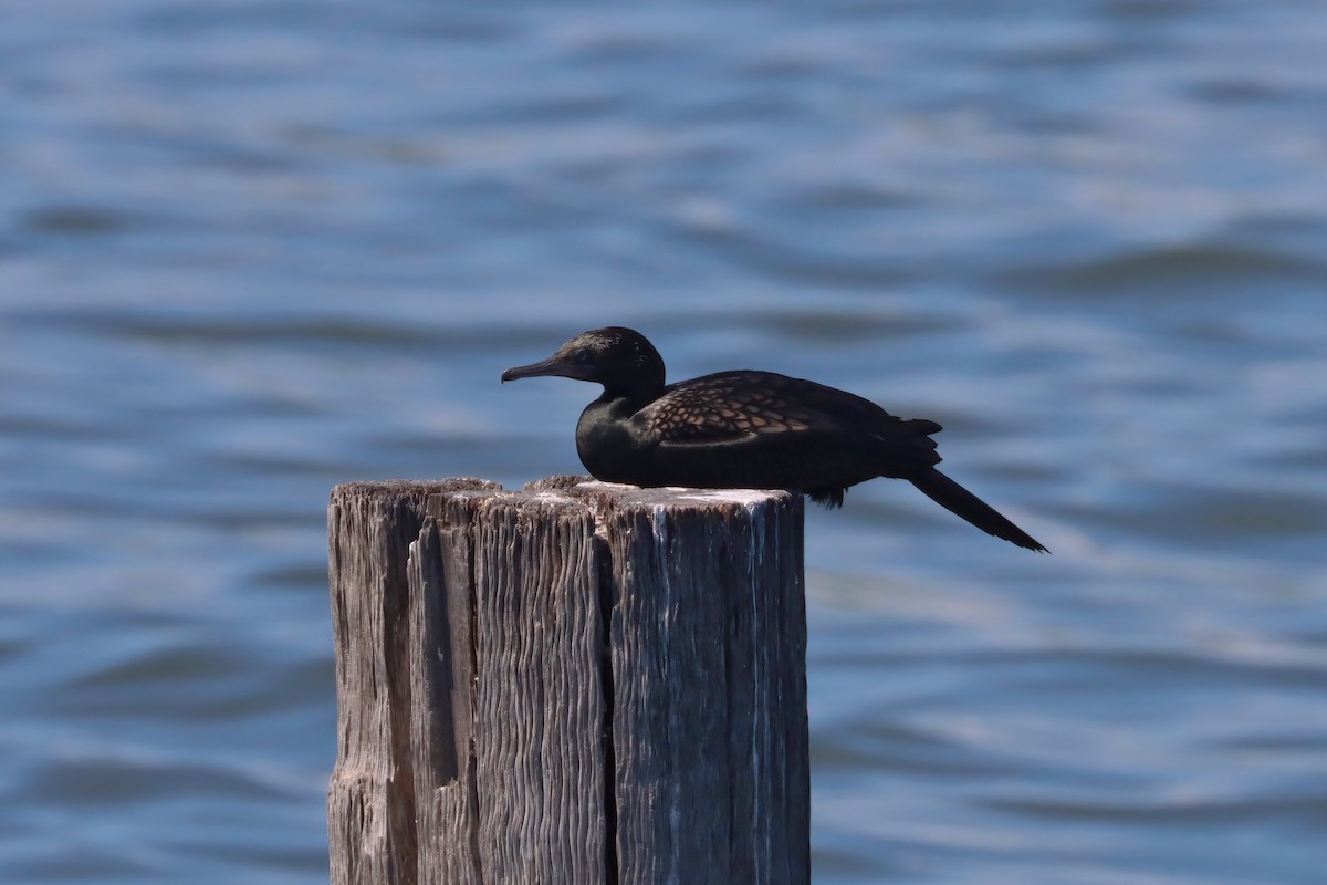 Little Black Cormorant - Dennis Devers