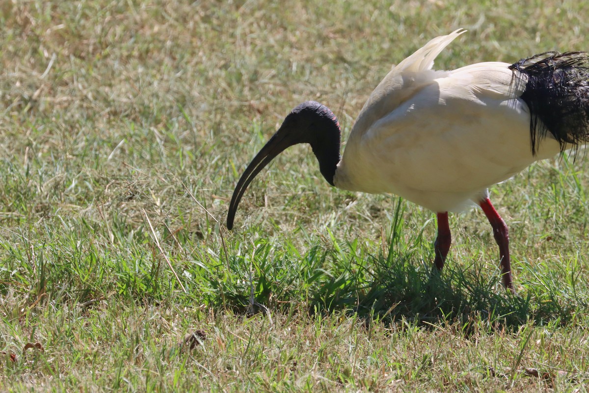 ibis australský - ML615203361
