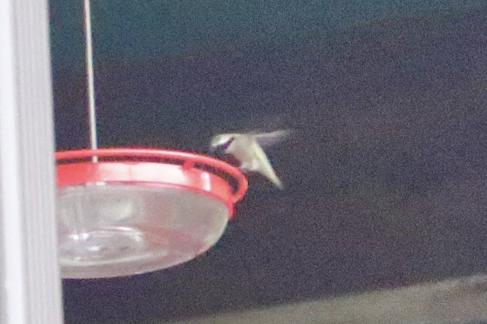 Costa's Hummingbird - ML615203376