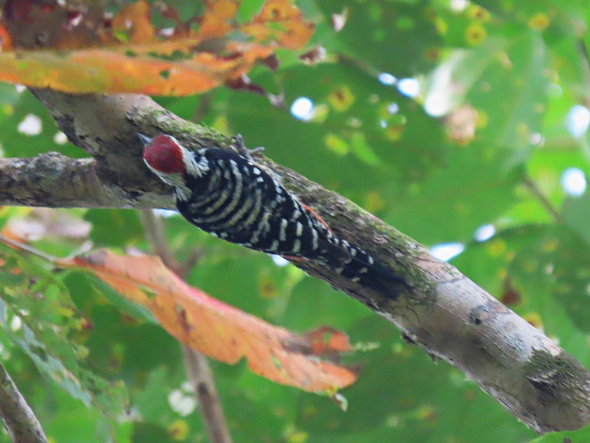 Freckle-breasted Woodpecker - ML615203398