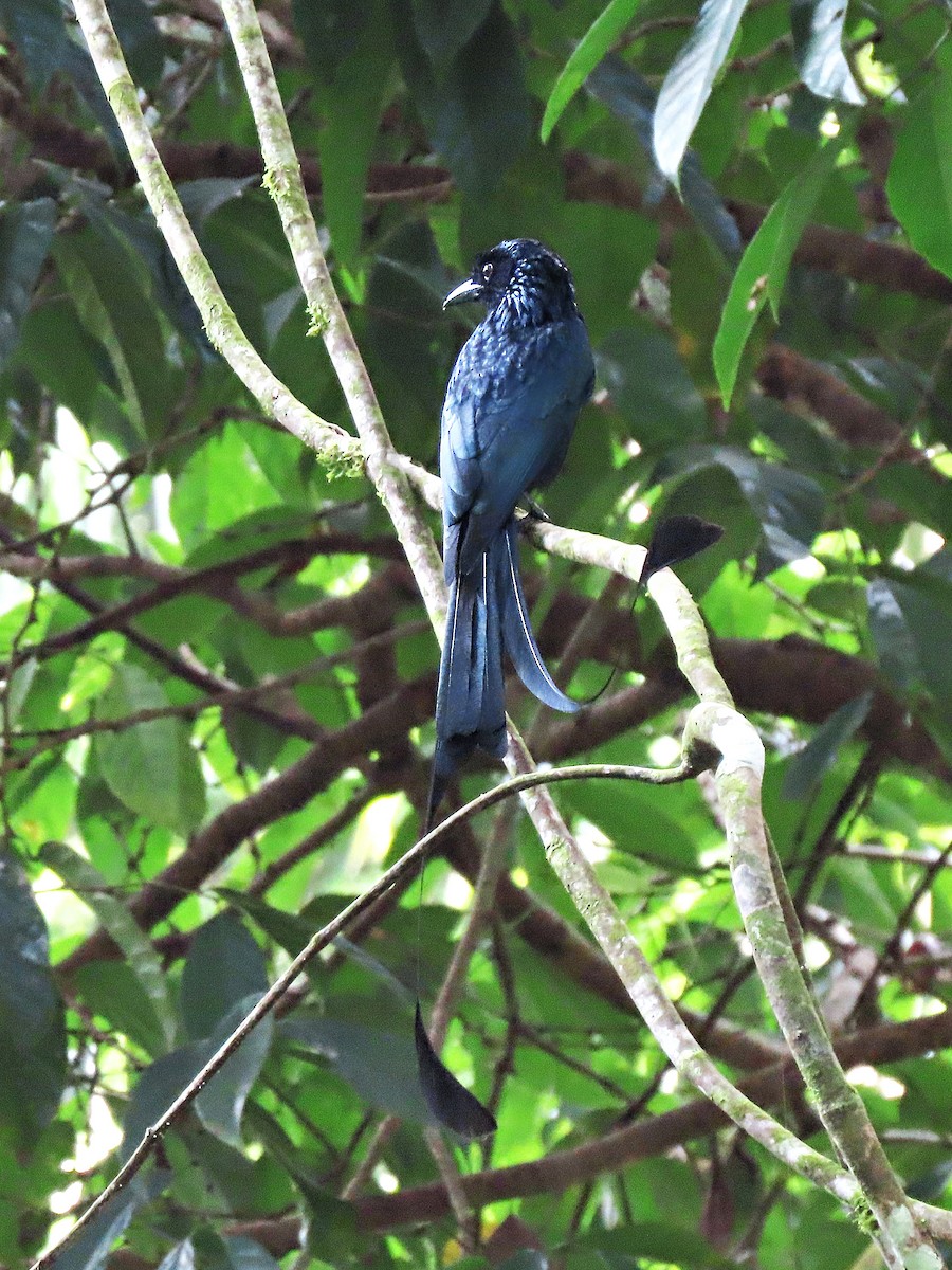 Greater Racket-tailed Drongo - ML615203403