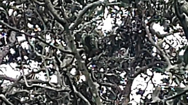 Hawaii-Sichelkleidervogel - ML615203443