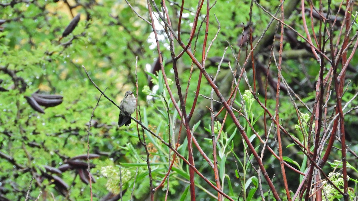 kolibřík lesklobřichý - ML615203459