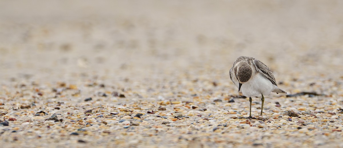 Double-banded Plover - ML615203503