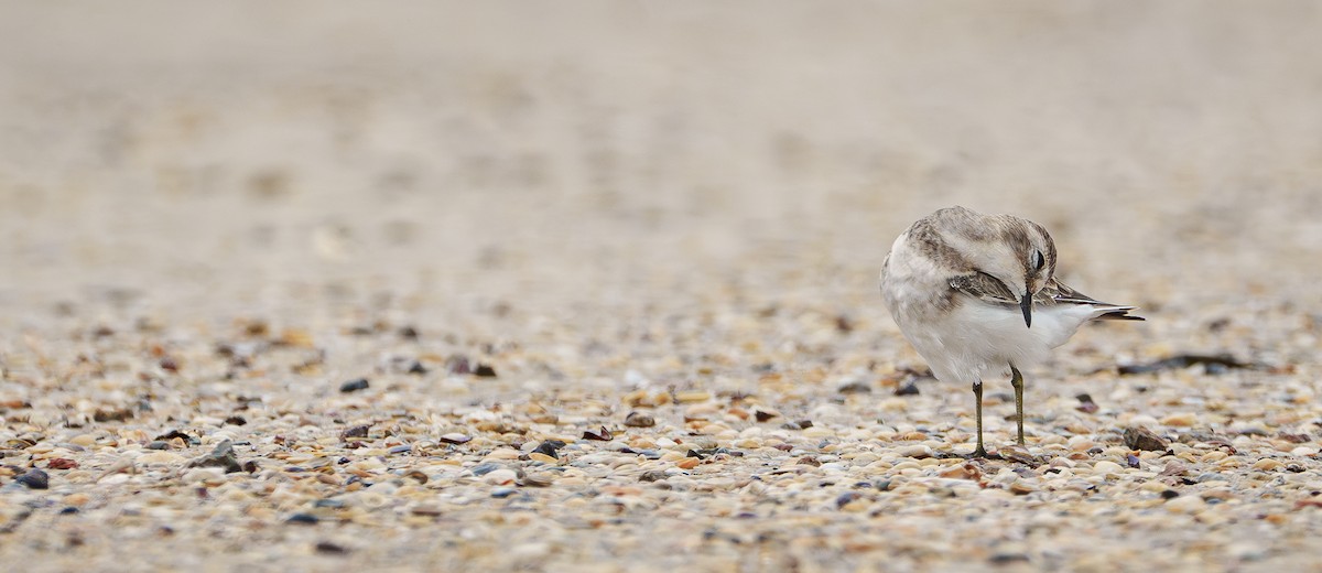 Double-banded Plover - ML615203504