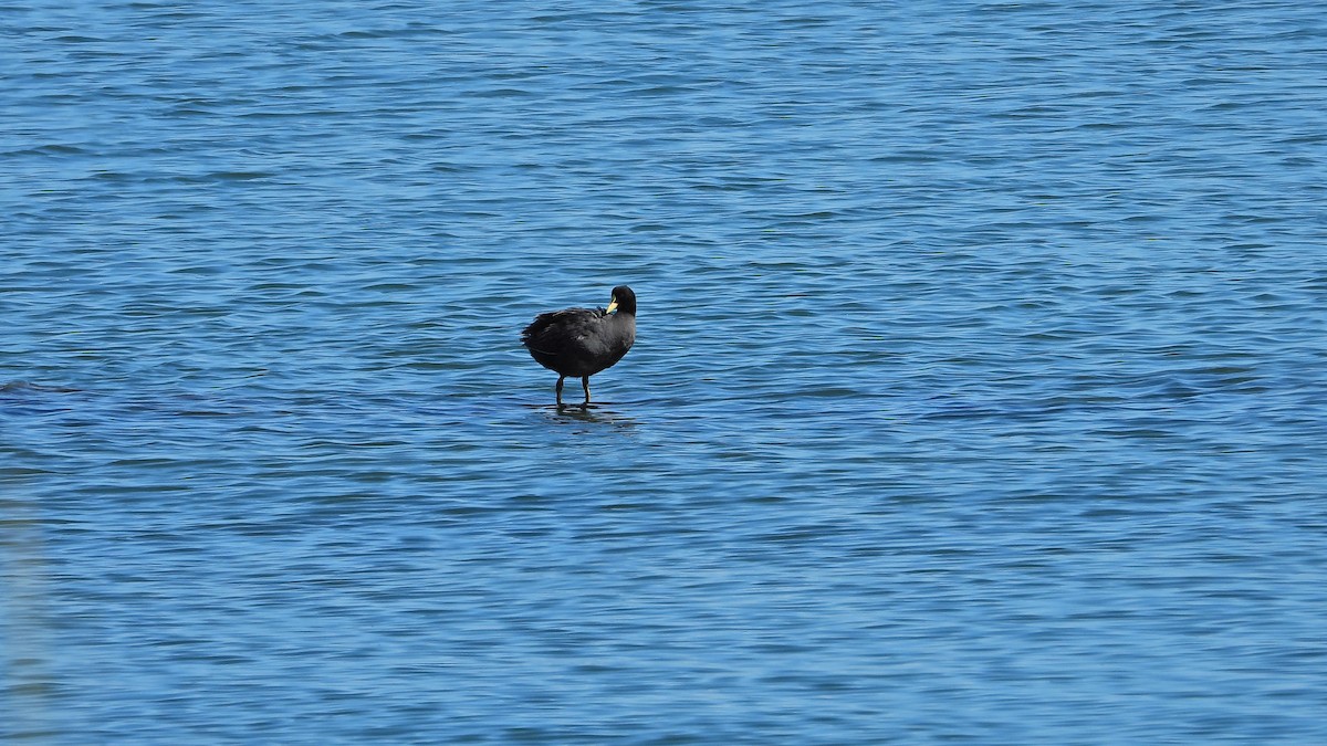 Red-gartered Coot - ML615203542