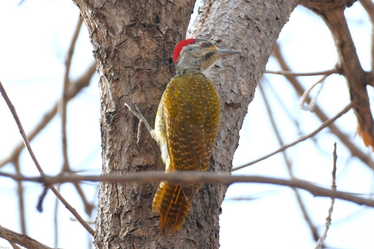 Fine-spotted Woodpecker - ML615203547